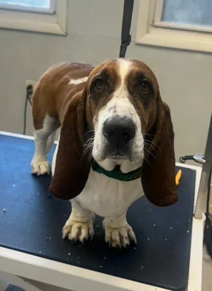 Brown and white long-eared dog standing on a grooming table