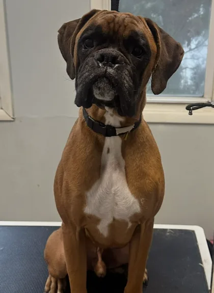 Brindle dog with a white chest looking toward the camera