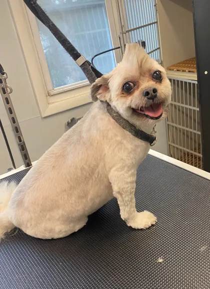 Small cream and tan dog looking back on the grooming table