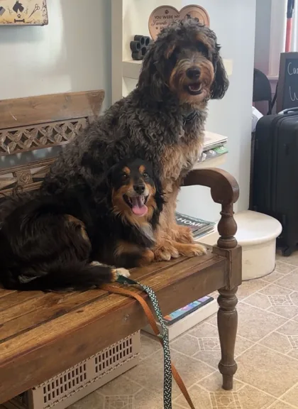 Two dark-coated dogs together on a wooden bench