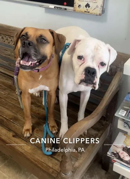 Brown and white dogs sitting together on a bench