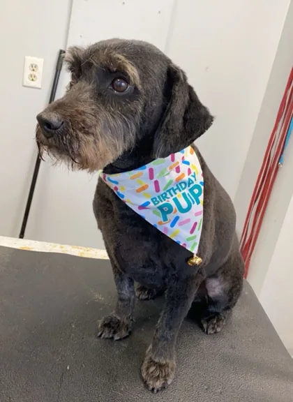 Dark-coated dog wearing a colorful Birthday Pup bandana on a grooming table